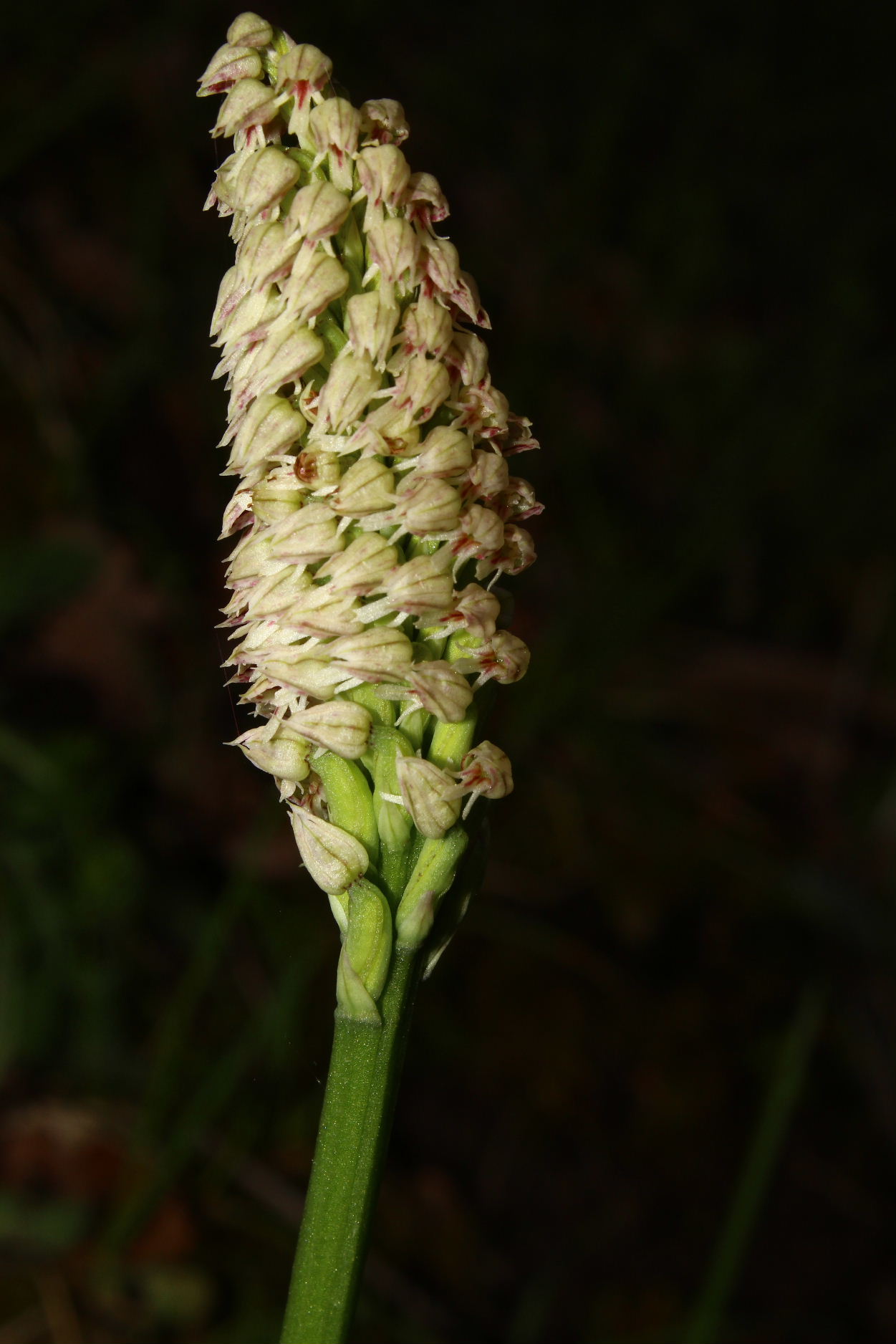 Orchidee dell''Imperiese